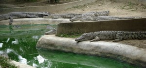 The crocodile farm
